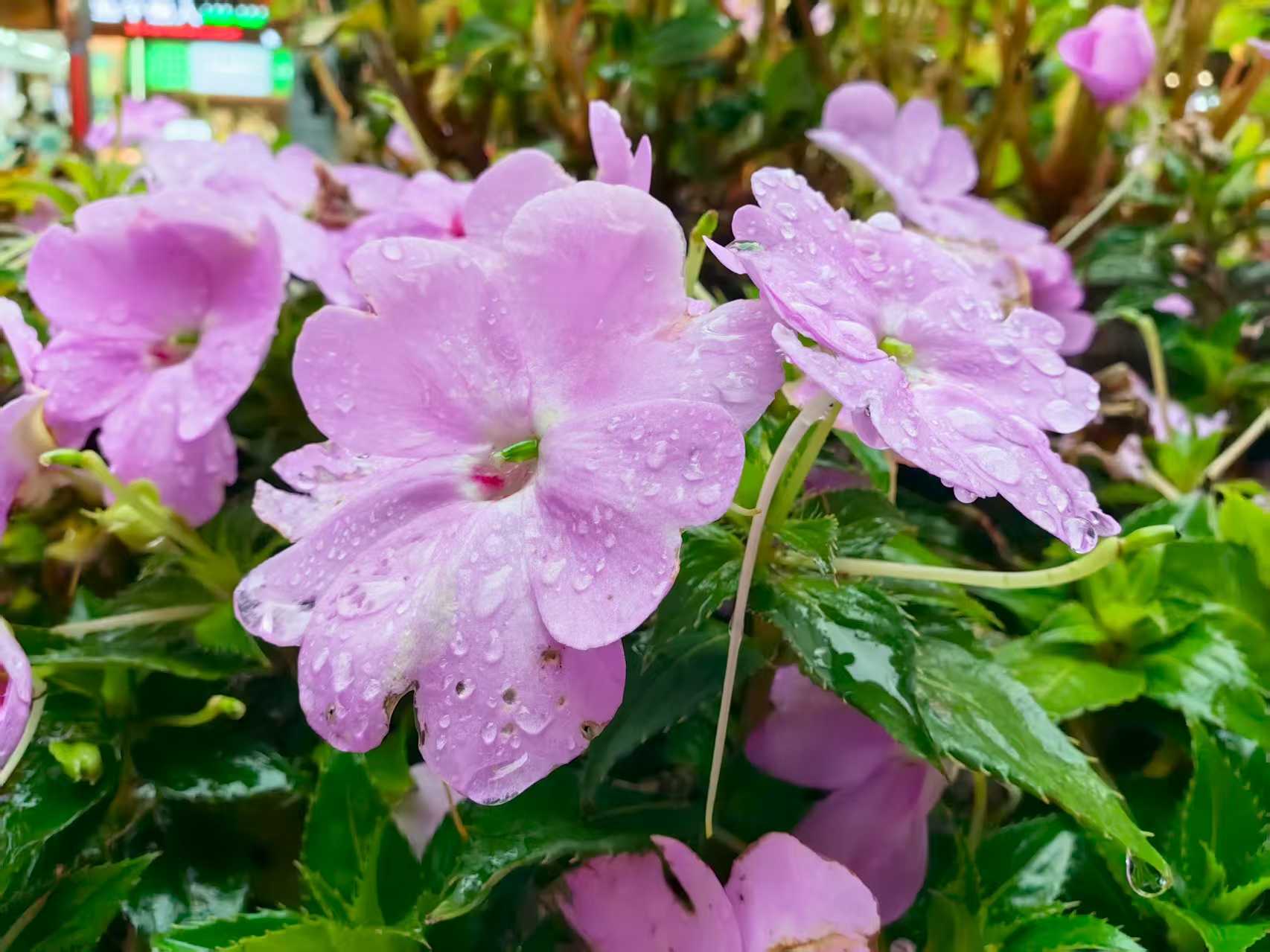 出門記得帶傘！麗江未來10天將持續(xù)強(qiáng)降雨
